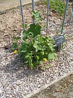 Courge-torchon, Luffa cylindrica (fam Cucurbitacees) (Afr., Asie tropicale) (1) (Photo F. Mrugala)